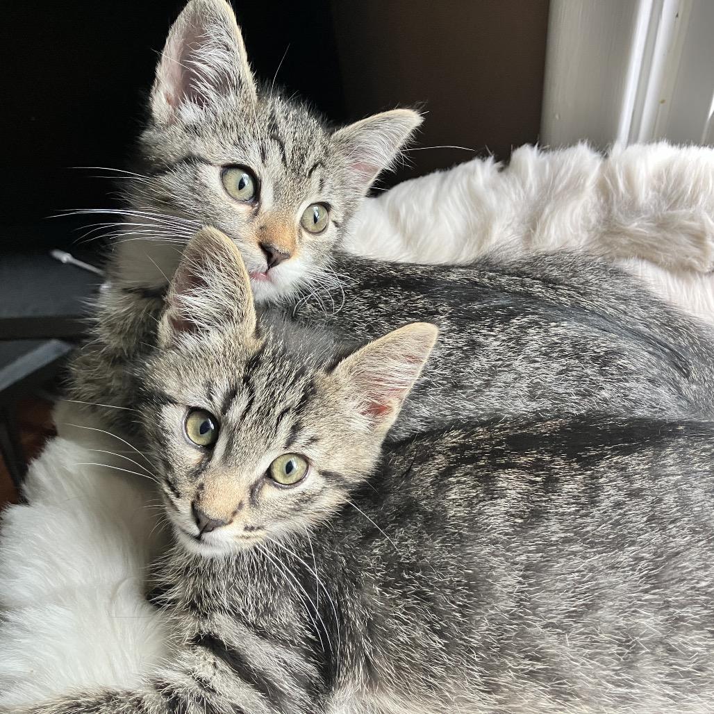 Enlarge Saturn, a Adoptable Domestic Short Hair in Ferndale, MI image 1/6