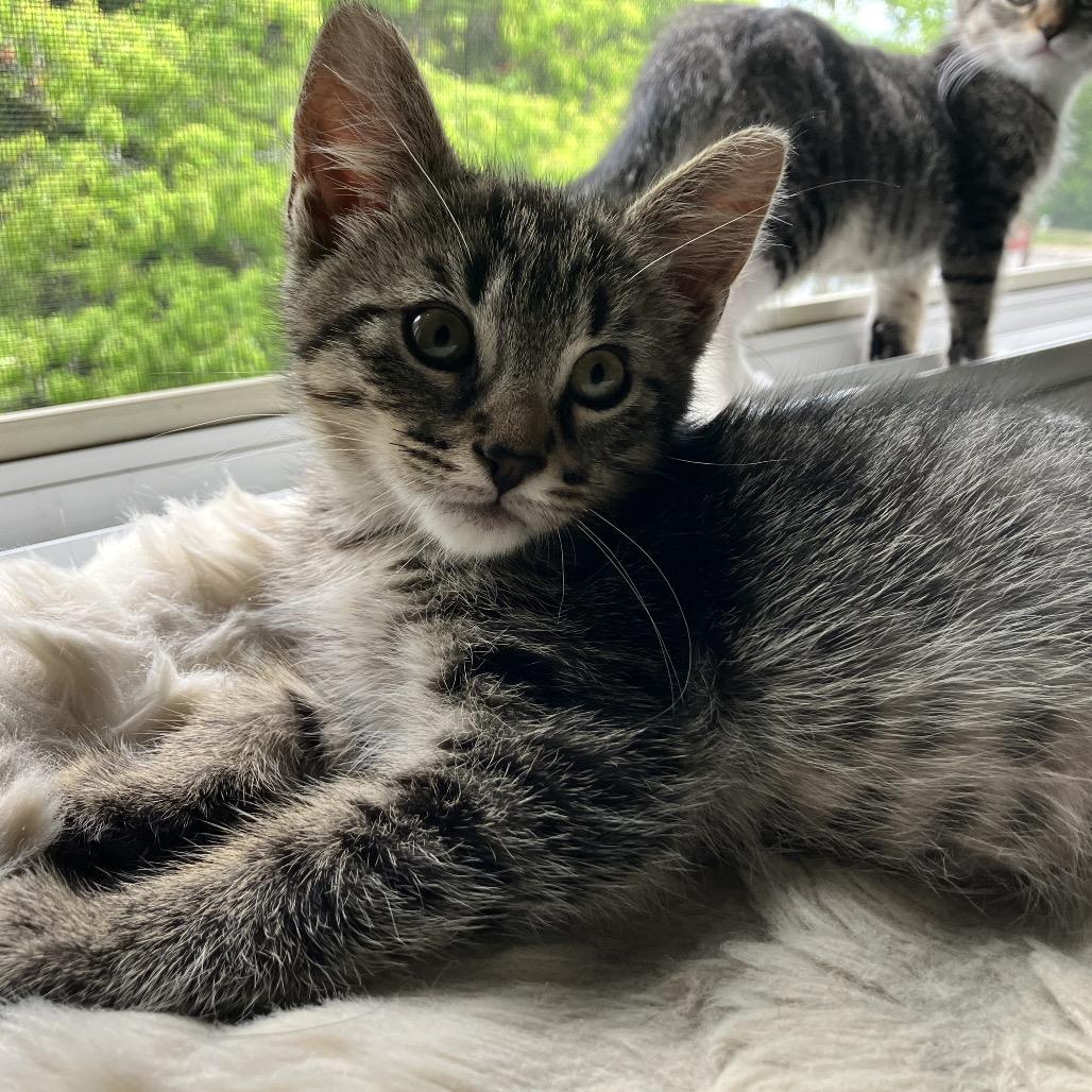 Enlarge Saturn, a Adoptable Domestic Short Hair in Ferndale, MI image 2/6