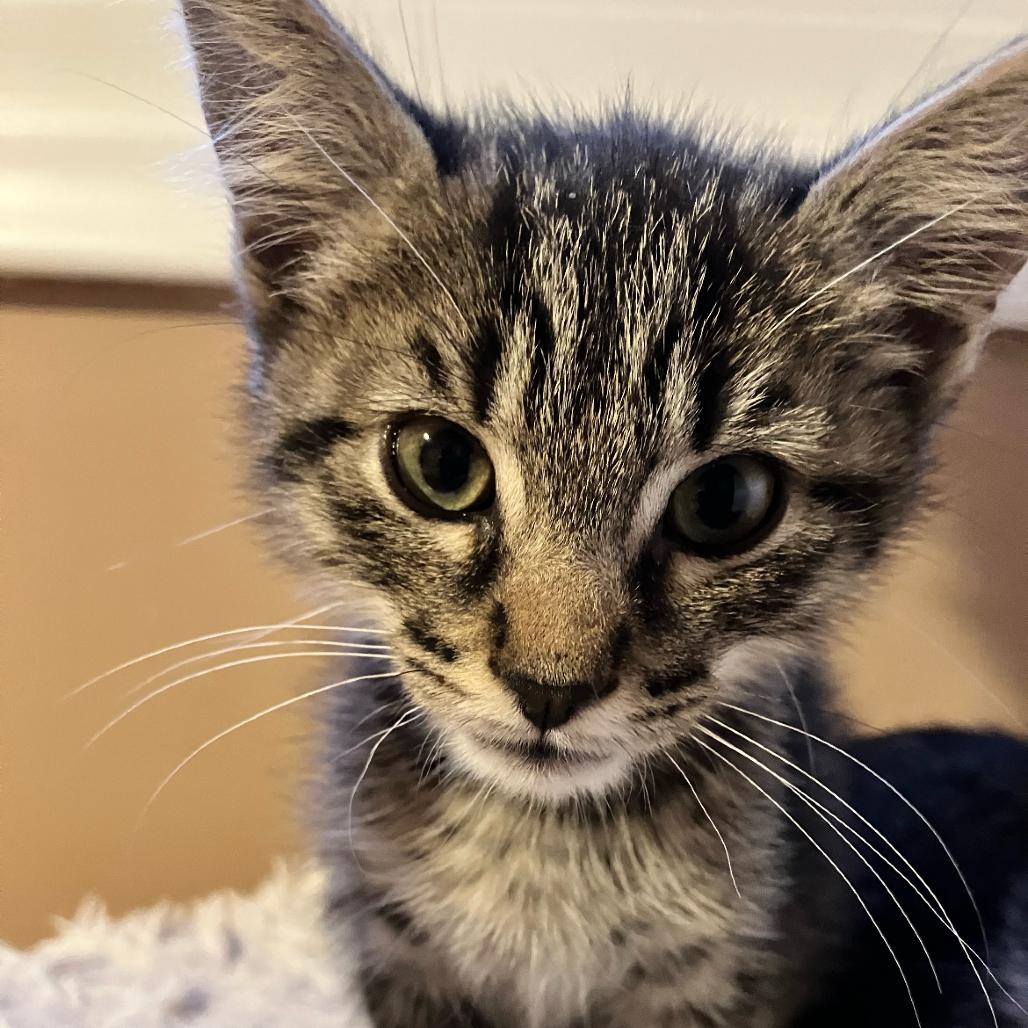 Enlarge Saturn, a Adoptable Domestic Short Hair in Ferndale, MI image 3/6