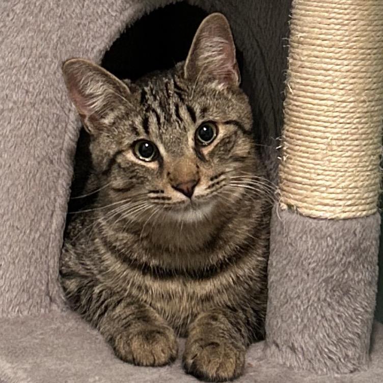 Enlarge Saturn, a Adoptable Domestic Short Hair in Ferndale, MI image 4/6