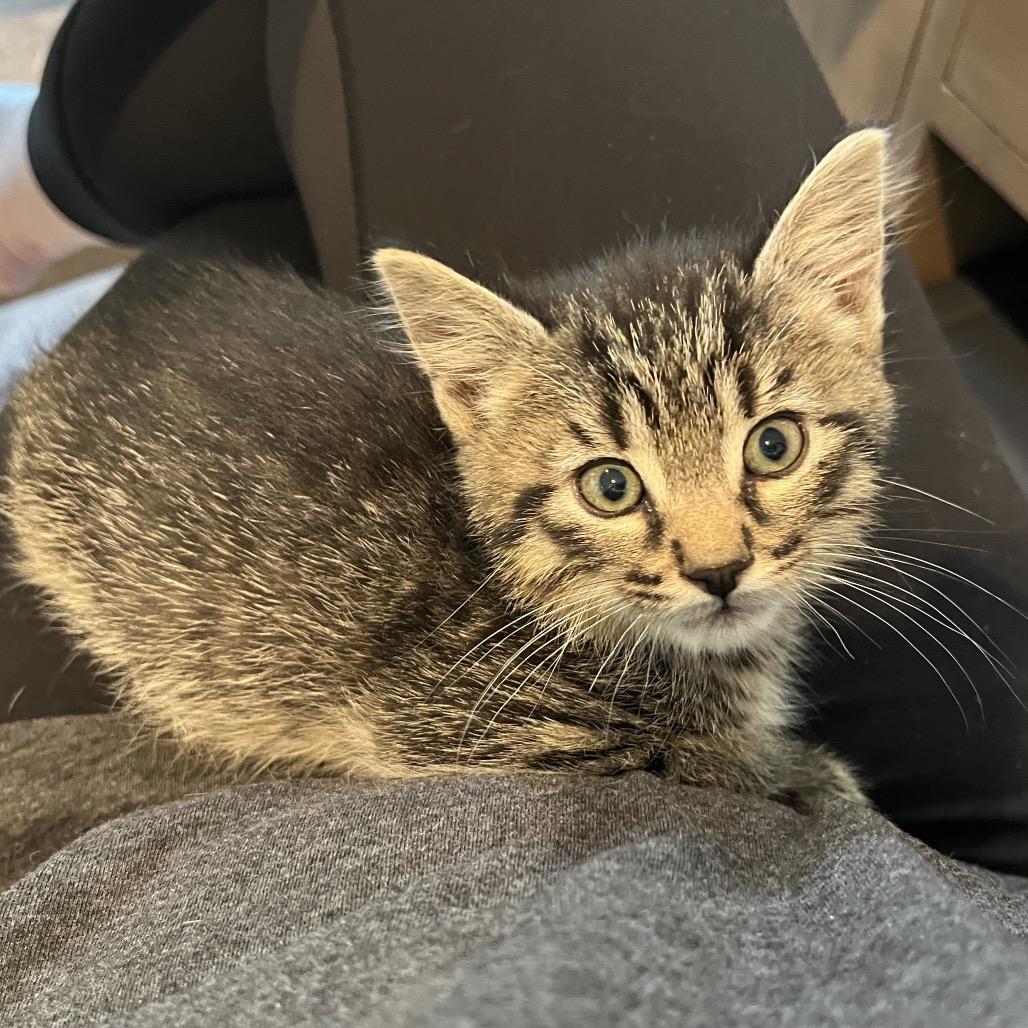 Enlarge Saturn, a Adoptable Domestic Short Hair in Ferndale, MI image 5/6