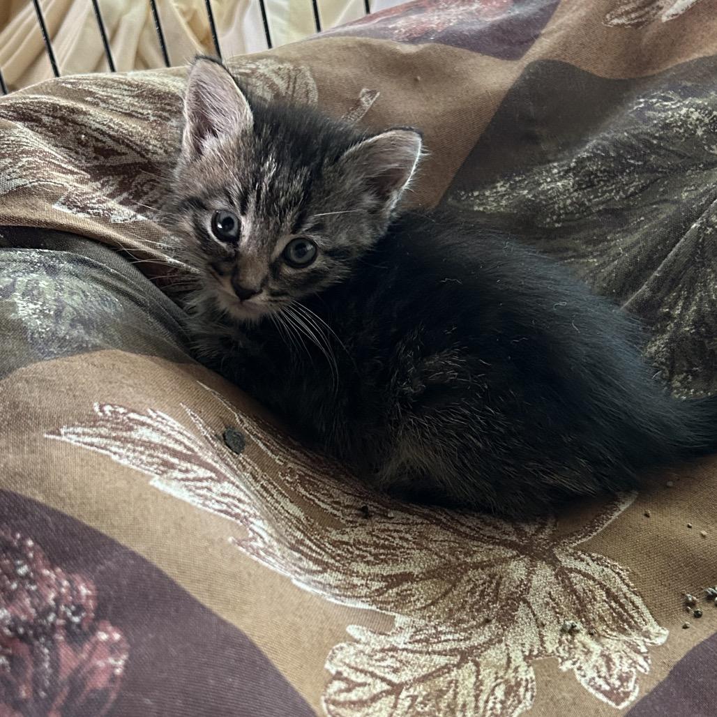 Enlarge Saturn, a Adoptable Domestic Short Hair in Ferndale, MI image 6/6