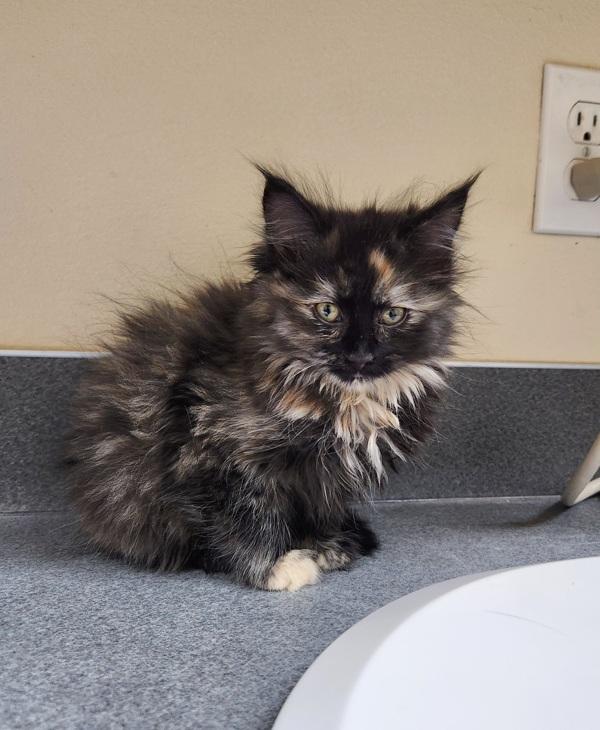 Rue, Adoptable, Kitten Female Domestic Long Hair.