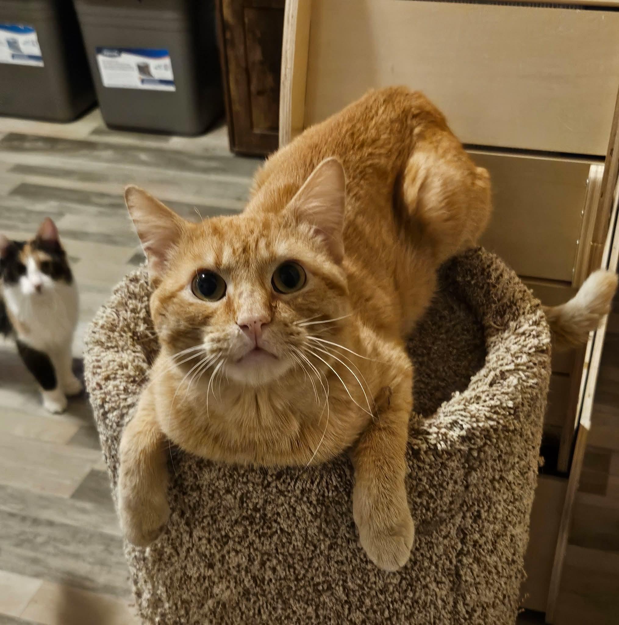 Enlarge Skip, a ADOPTABLE mixed breed in Sioux City, IA image 2/5