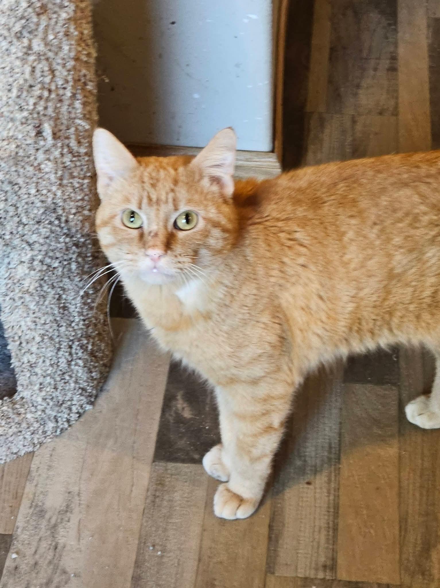 Enlarge Skip, a ADOPTABLE mixed breed in Sioux City, IA image 3/5
