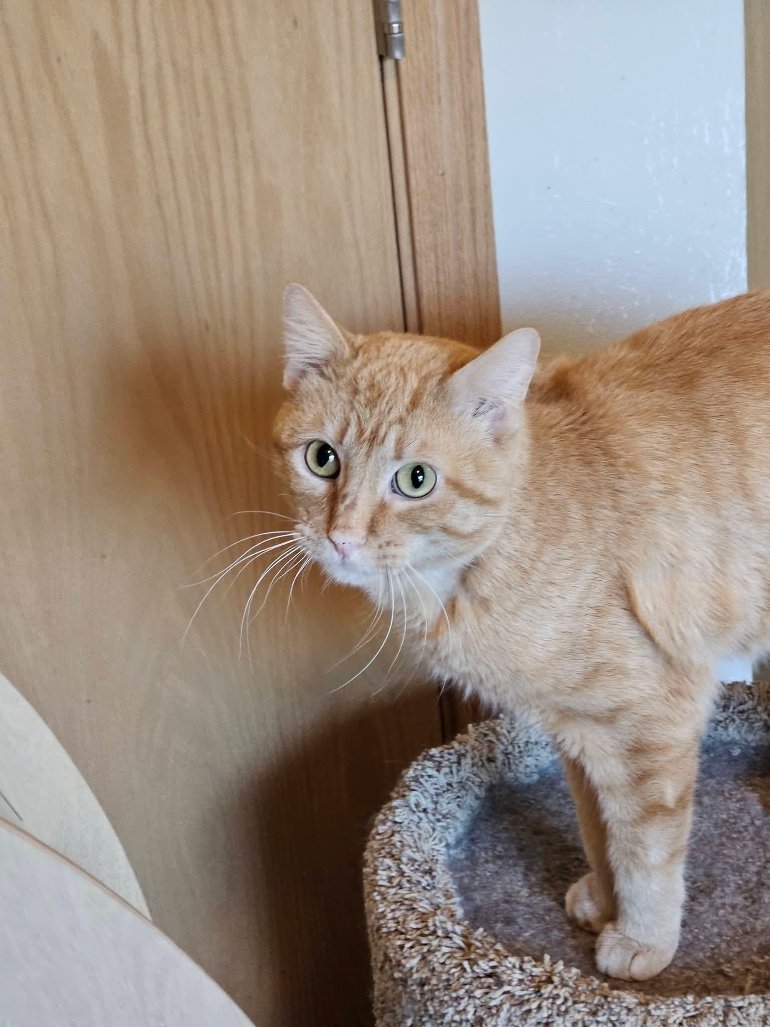 Enlarge Skip, a ADOPTABLE mixed breed in Sioux City, IA image 1/5