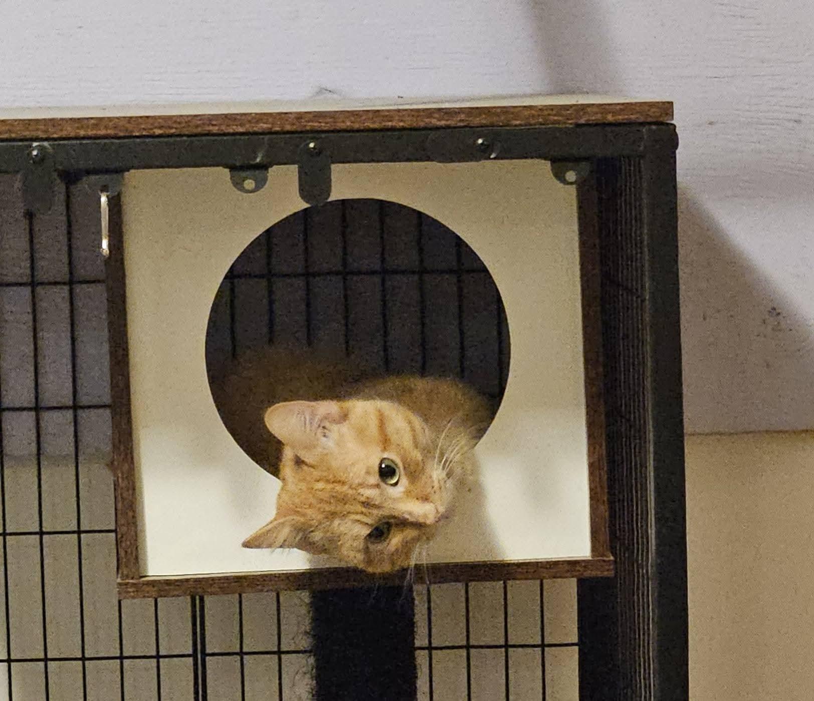 Enlarge Skip, a ADOPTABLE mixed breed in Sioux City, IA image 5/5