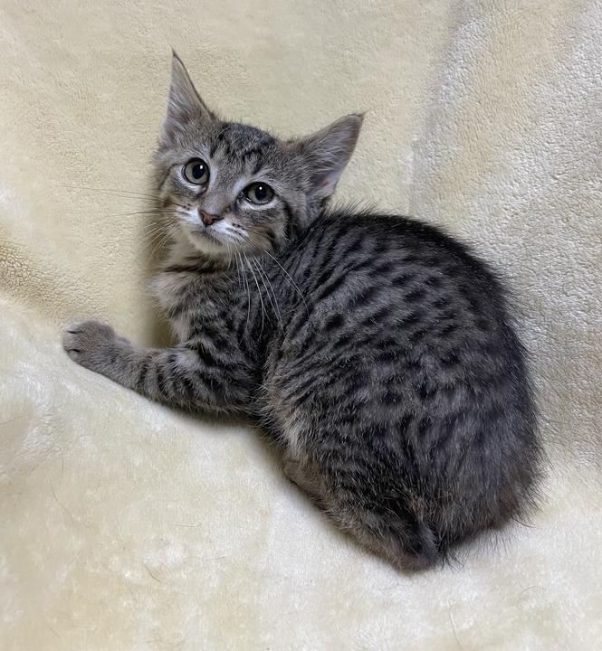 Enlarge Zira, a ADOPTABLE Domestic Short Hair in Jackson, MI image 4/6