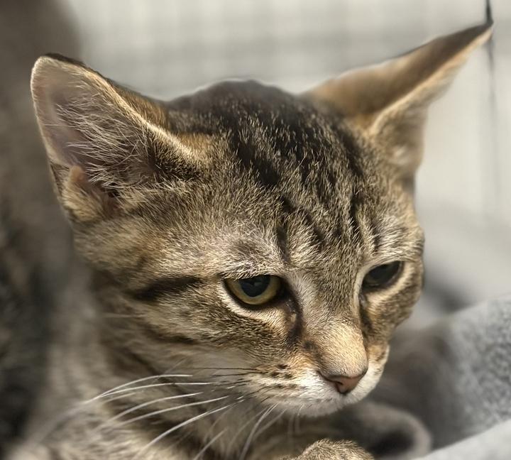 Enlarge Zira, a ADOPTABLE Domestic Short Hair in Jackson, MI image 2/6