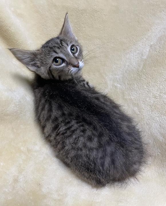 Enlarge Zira, a ADOPTABLE Domestic Short Hair in Jackson, MI image 5/6