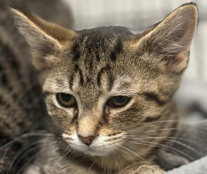 Enlarge Zira, a ADOPTABLE Domestic Short Hair in Jackson, MI image 3/6