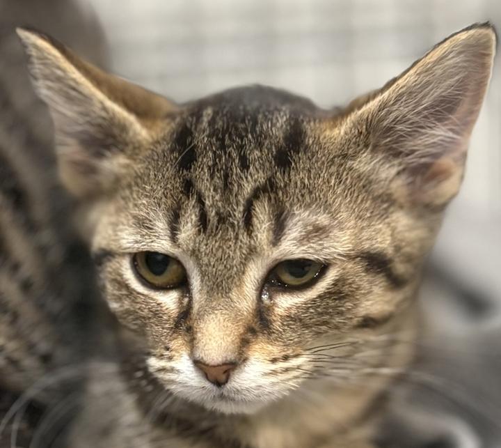 Enlarge Zira, a ADOPTABLE Domestic Short Hair in Jackson, MI image 1/6