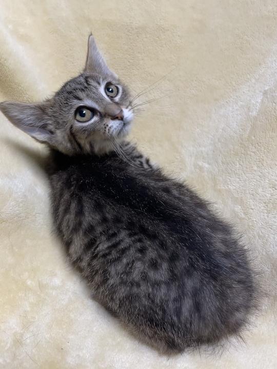 Enlarge Zira, a ADOPTABLE Domestic Short Hair in Jackson, MI image 6/6