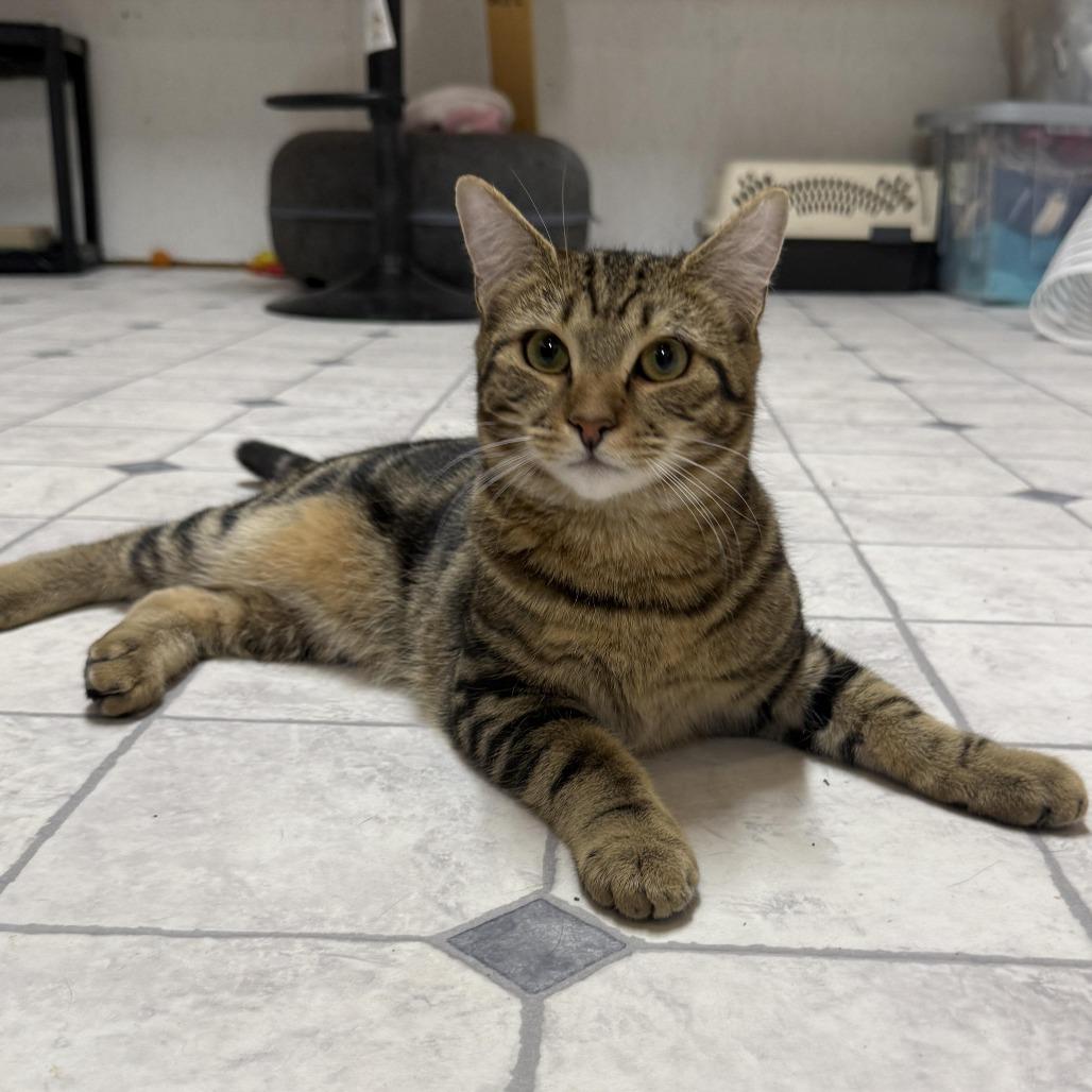 Enlarge Lars, a Adoptable Domestic Short Hair in Talbott, TN image 1/3