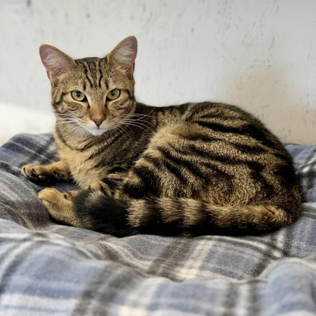 Enlarge Lars, a Adoptable Domestic Short Hair in Talbott, TN image 3/3