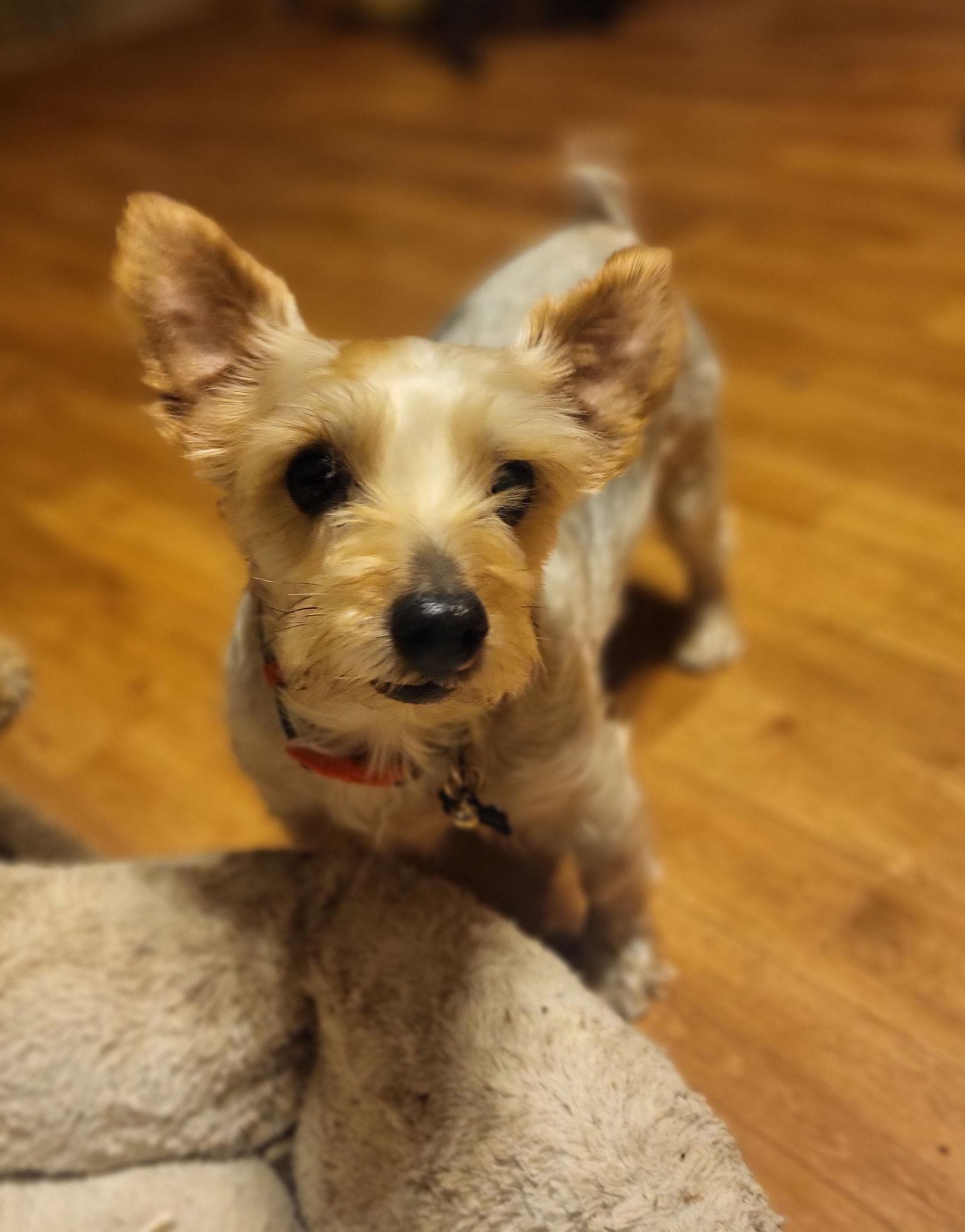 Ben, Adopted, Adult Male Yorkshire Terrier & Schnauzer.