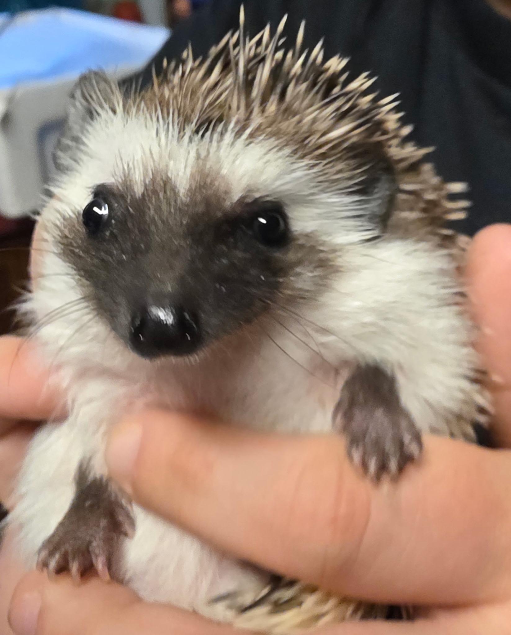 Enlarge Penny, an adopted Hedgehog in bauxite, AR image 2/3