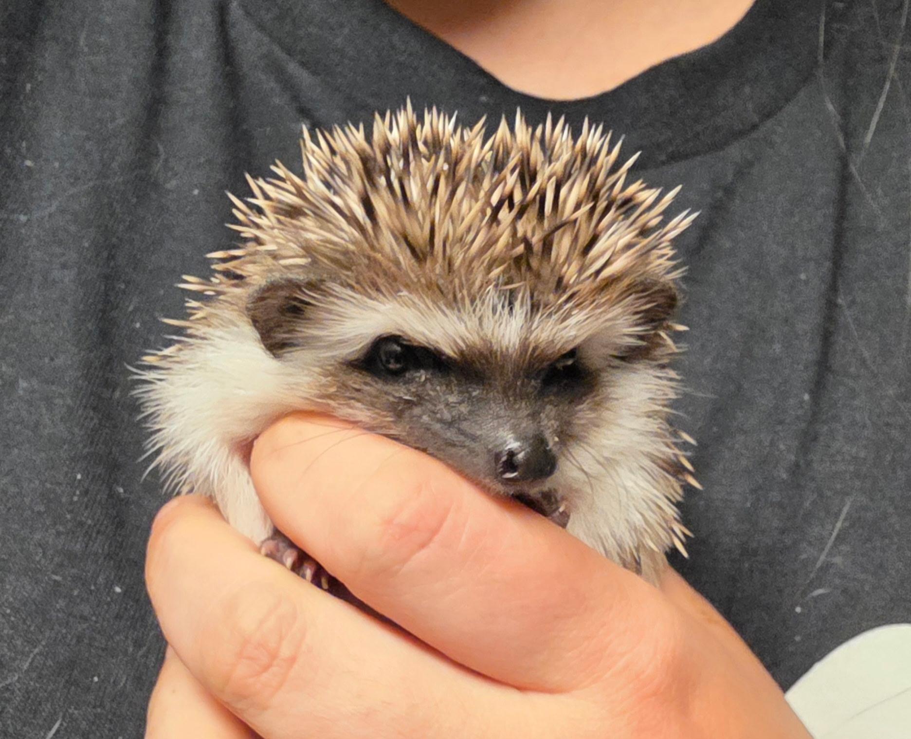 Enlarge Penny, an adopted Hedgehog in bauxite, AR image 1/3