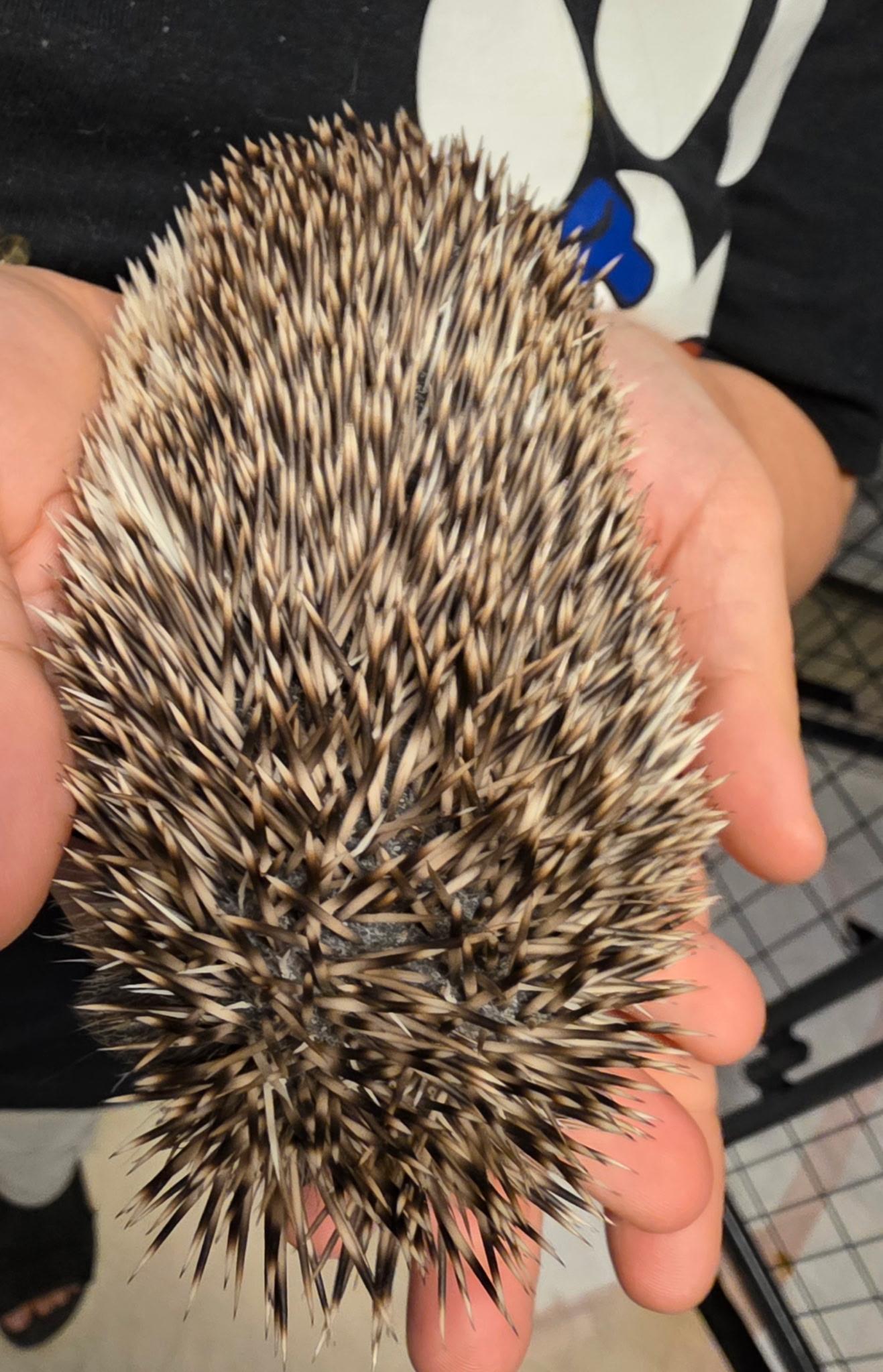 Enlarge Penny, an adopted Hedgehog in bauxite, AR image 3/3