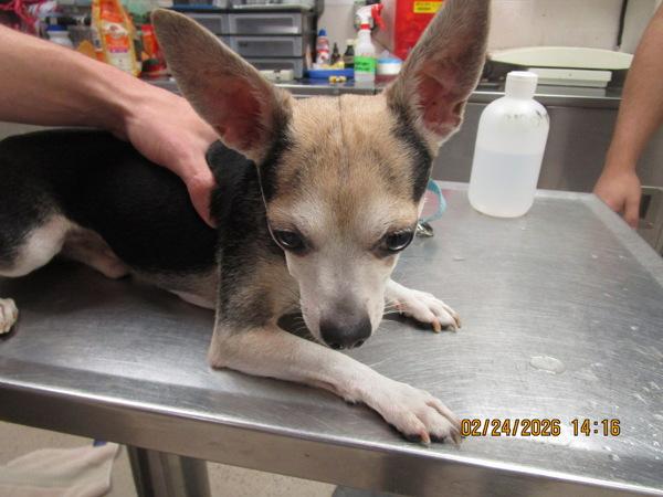 Dracula (205) 03.05.26