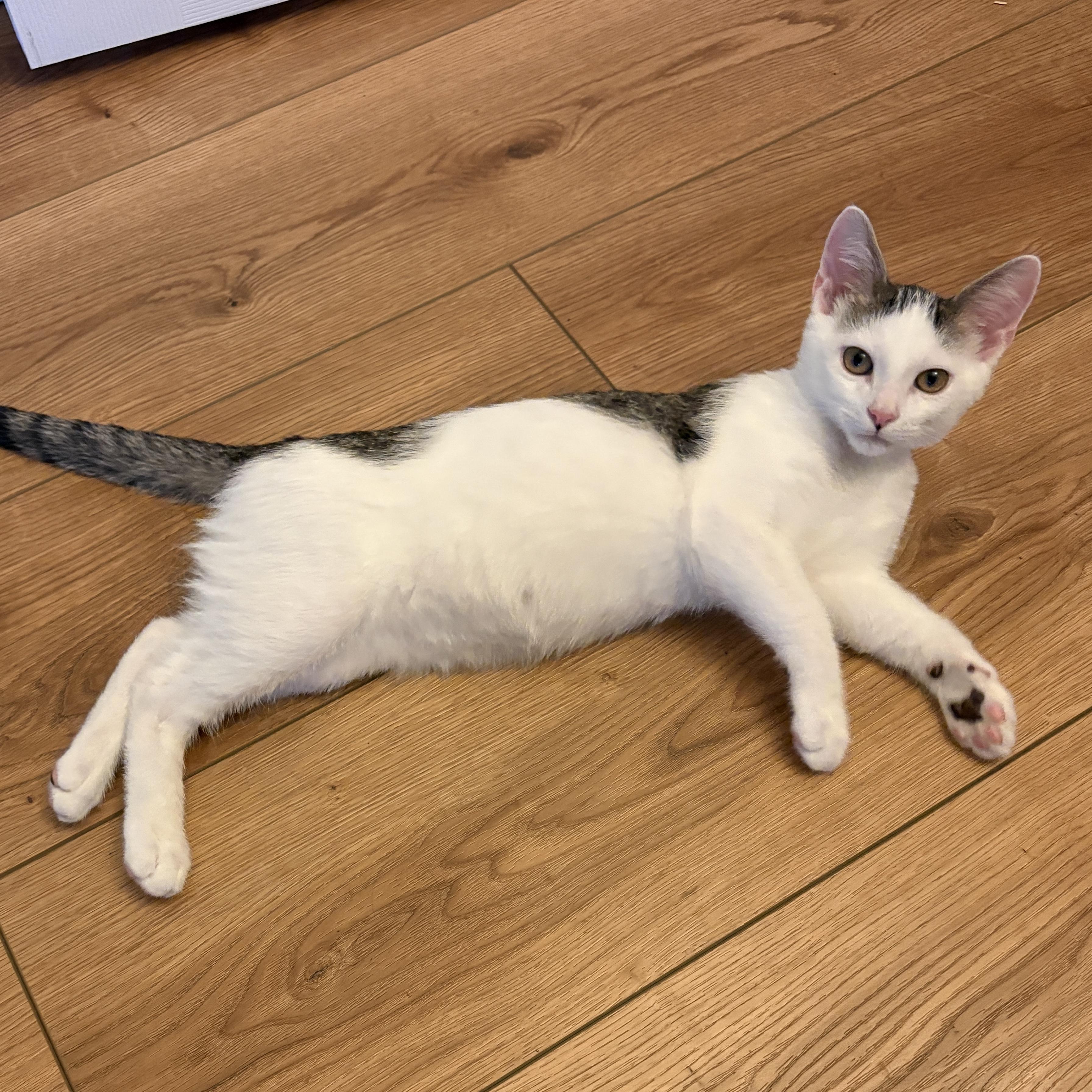 River, a ADOPTABLE Domestic Short Hair in Bentonville, AR image 2/5