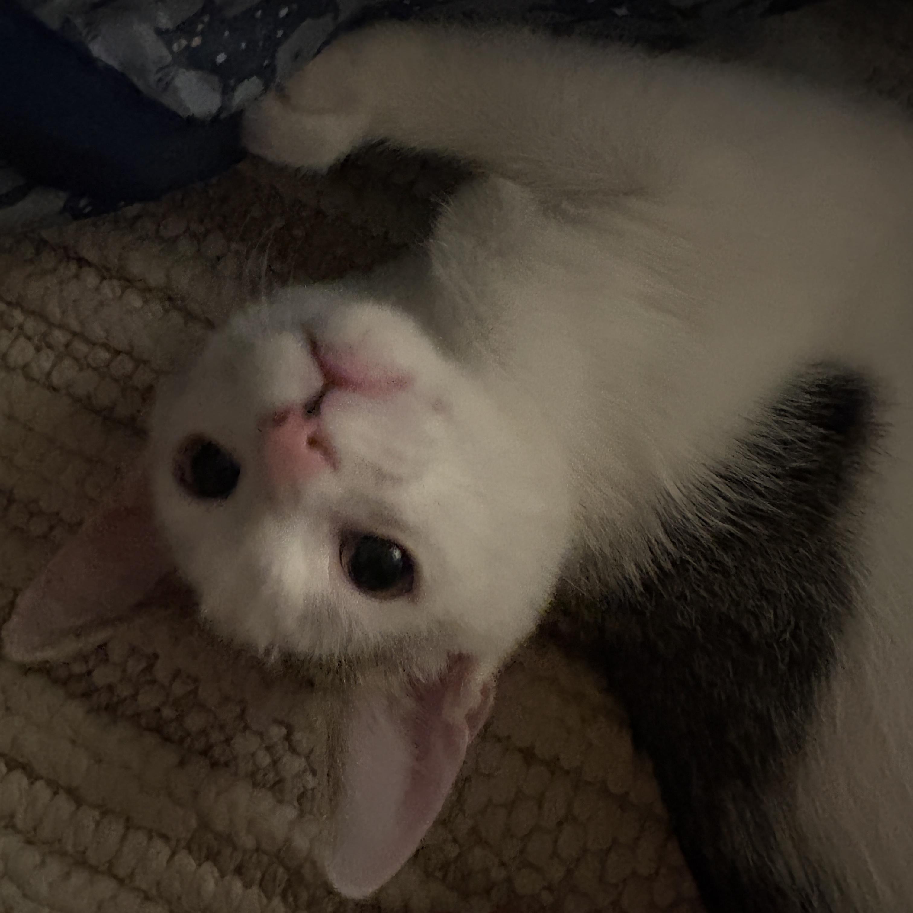 River, a ADOPTABLE Domestic Short Hair in Bentonville, AR image 4/5