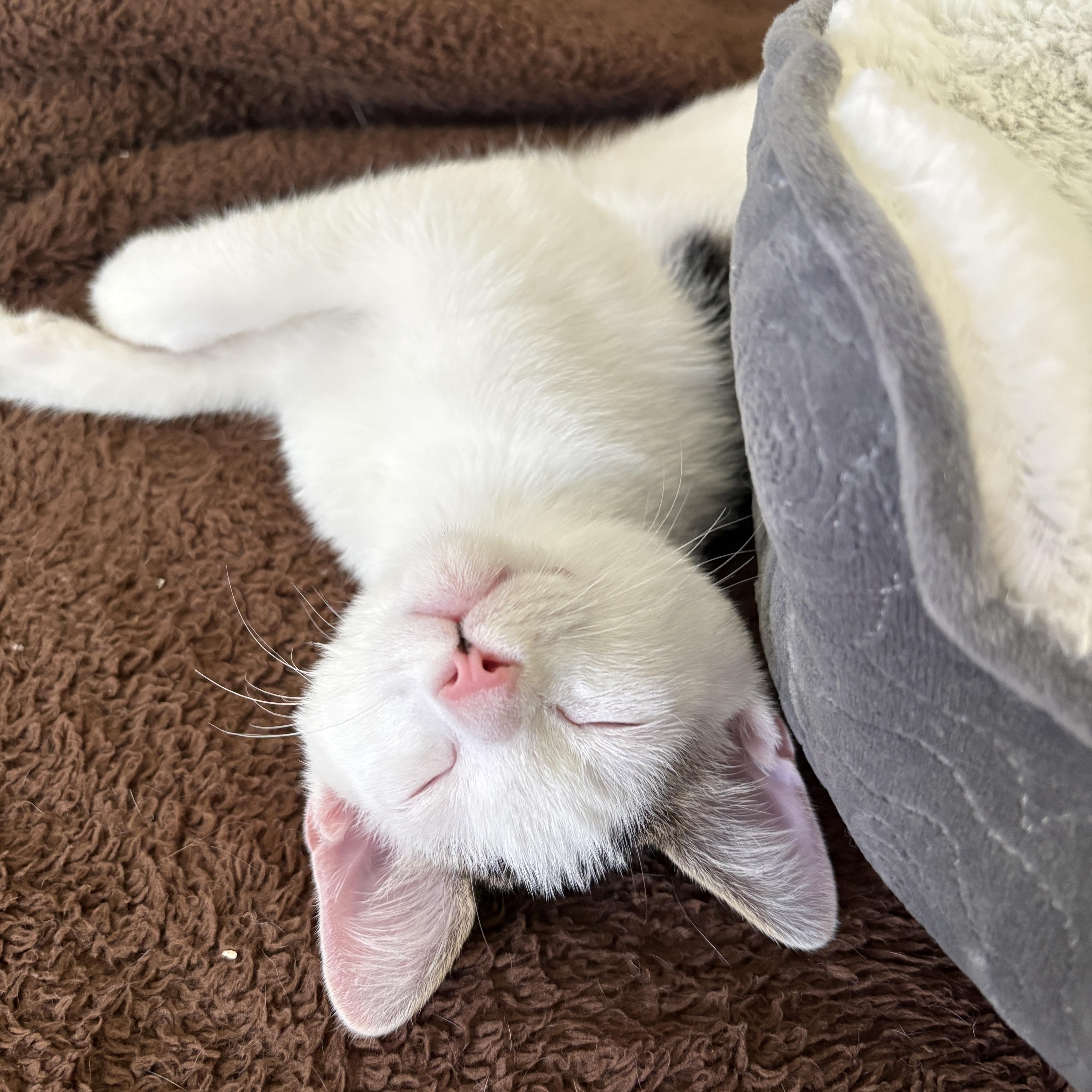River, a ADOPTABLE Domestic Short Hair in Bentonville, AR image 3/5
