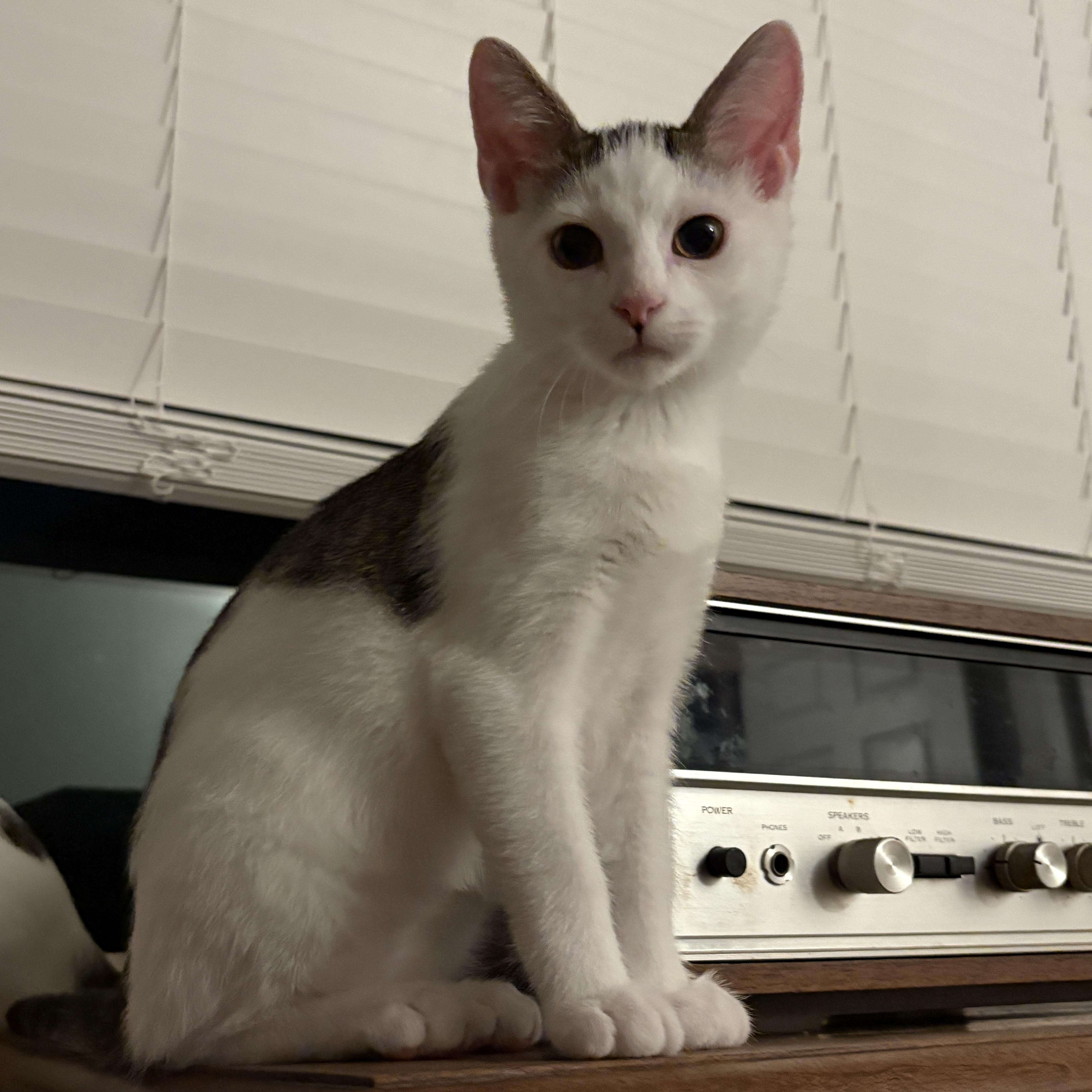 River, ADOPTABLE, Kitten Male Domestic Short Hair.