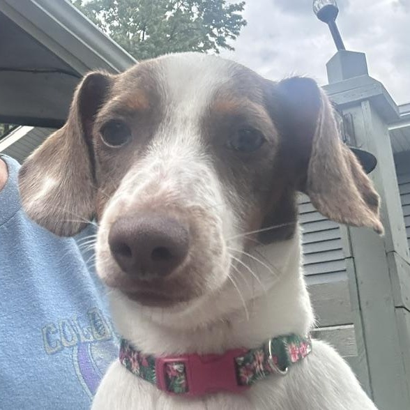 Spencer Tracy, Adoptable, Puppy Male Miniature Dachshund.
