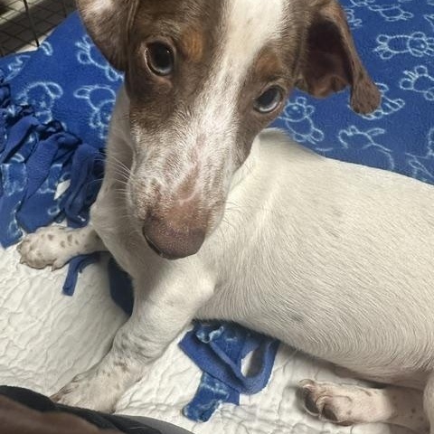 Enlarge Spencer Tracy, a Adoptable Miniature Dachshund in Omaha, NE image 2/3