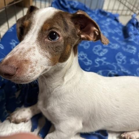 Enlarge Spencer Tracy, a Adoptable Miniature Dachshund in Omaha, NE image 3/3