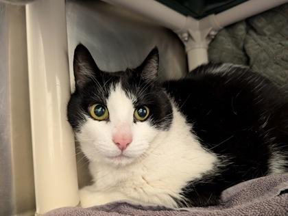 Thomas, Adoptable, Adult Male Domestic Short Hair & Domestic Short Hair.