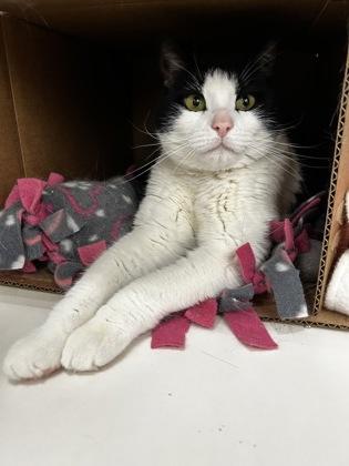 Enlarge Thomas, a Adoptable mixed breed in Westland, MI image 2/2