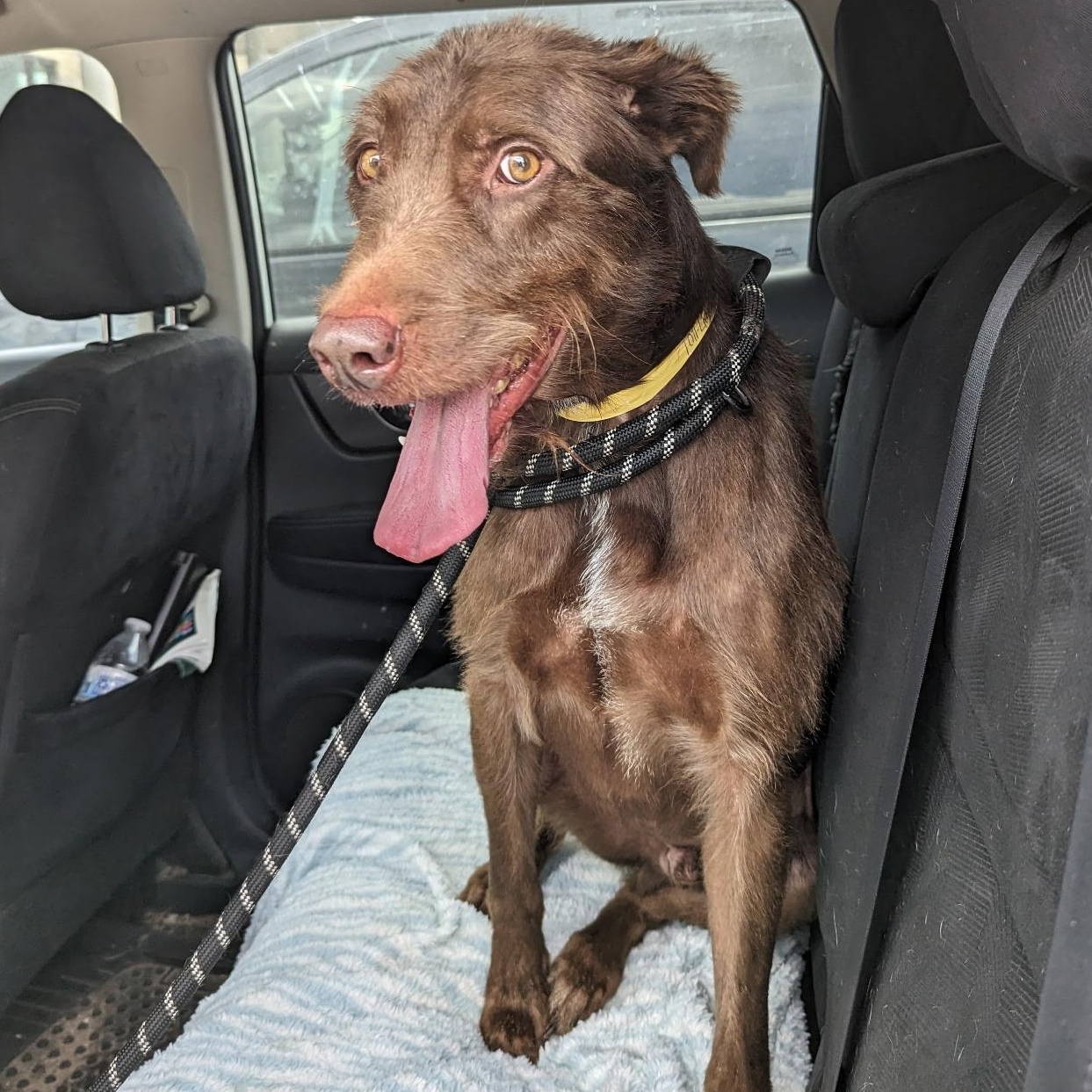 William, a Adoptable Irish Wolfhound in Houston, TX image 2/4