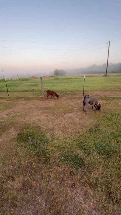 Enlarge William, a Adoptable Irish Wolfhound in Houston, TX video 3/4