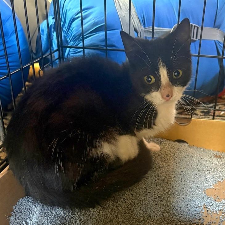 Molly, Adoptable, Young Female Domestic Short Hair.