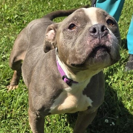 Enlarge Bluebell, a Adoptable mixed breed in Waterloo, IA image 4/4