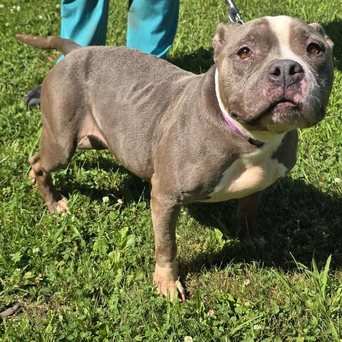 Enlarge Bluebell, a Adoptable mixed breed in Waterloo, IA image 2/4