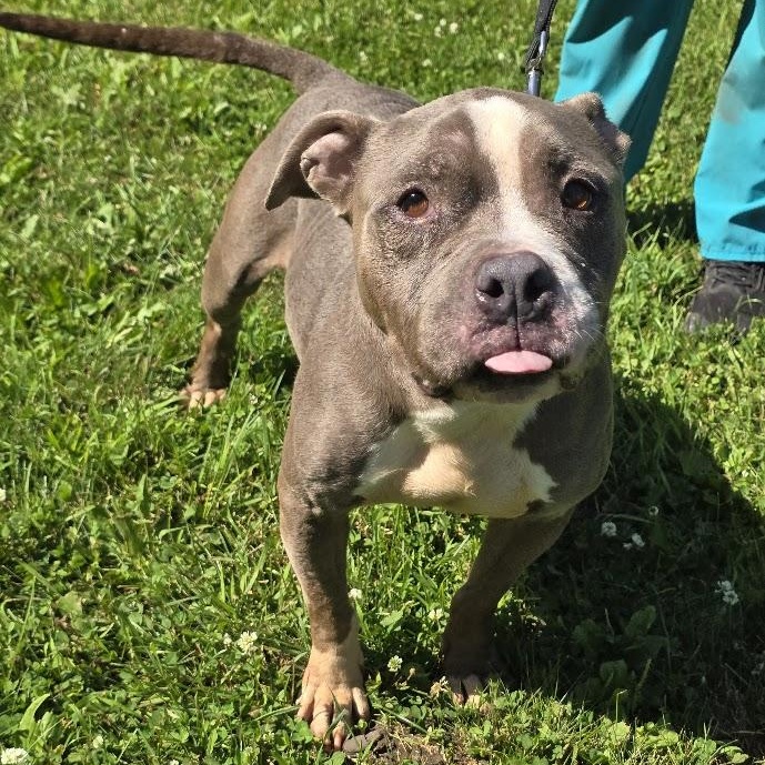 Enlarge Bluebell, a Adoptable mixed breed in Waterloo, IA image 1/4