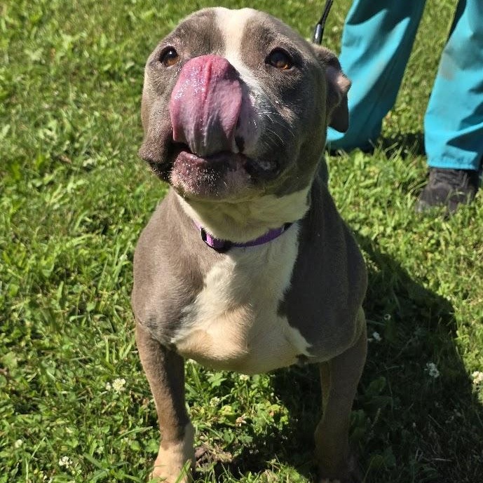 Enlarge Bluebell, a Adoptable mixed breed in Waterloo, IA image 3/4