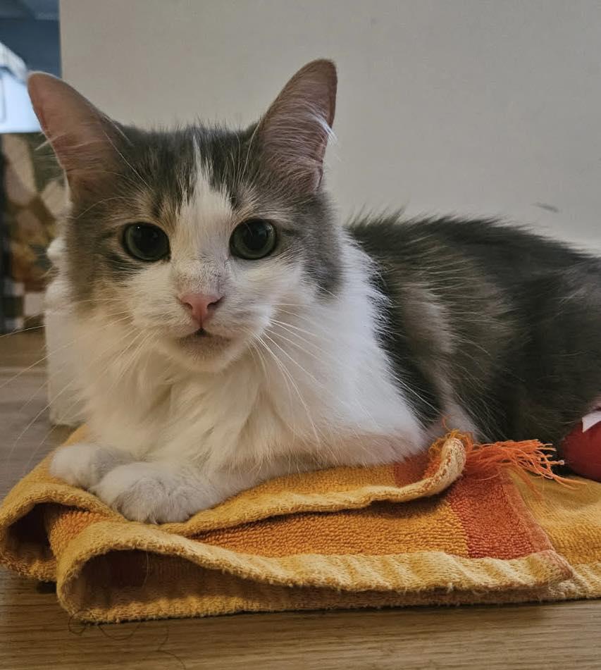 Enlarge Daisy II, a Adopted Domestic Medium Hair in Montreal, QC image 5/6