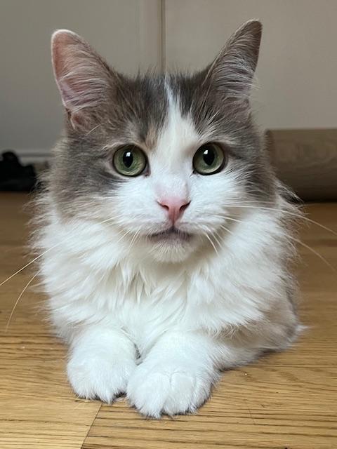 Enlarge Daisy II, a Adopted Domestic Medium Hair in Montreal, QC image 1/6
