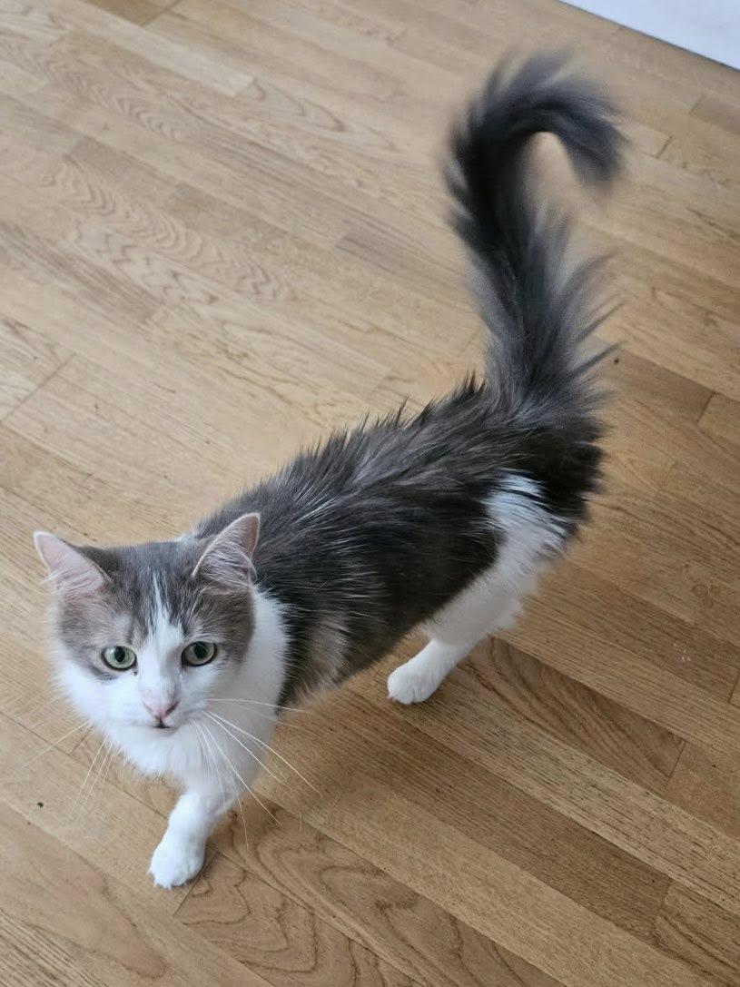 Enlarge Daisy II, a Adopted Domestic Medium Hair in Montreal, QC image 4/6