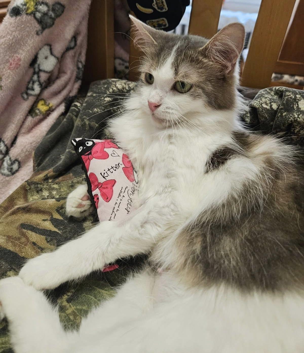 Enlarge Daisy II, a Adopted Domestic Medium Hair in Montreal, QC image 3/6