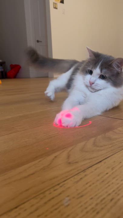 Enlarge Daisy II, a Adopted Domestic Medium Hair in Montreal, QC video 6/6