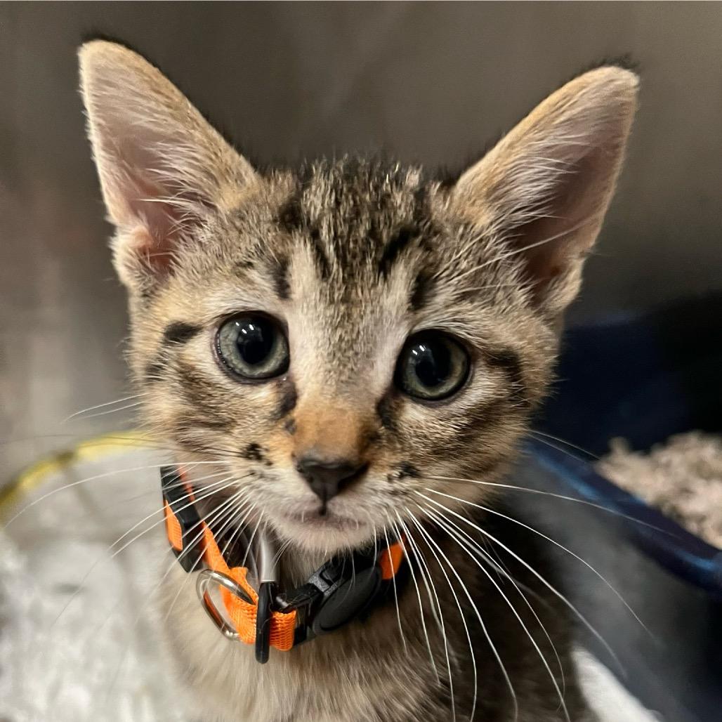 Ellis 97C25, Adoptable, Kitten Female Domestic Short Hair & Domestic Short Hair.