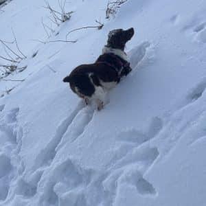 Enlarge SAYGE  #20043505   MN, an adopted Brittany Spaniel in Manitowoc, WI image 3/4