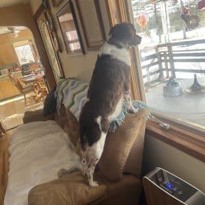 SAYGE  #20043505   MN, adopted, Adult Female Brittany Spaniel.