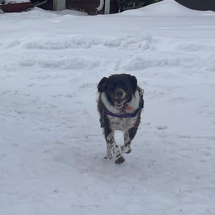Enlarge SAYGE  #20043505   MN, an adopted Brittany Spaniel in Manitowoc, WI image 4/4