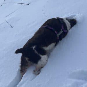 Enlarge SAYGE  #20043505   MN, an adopted Brittany Spaniel in Manitowoc, WI image 2/4